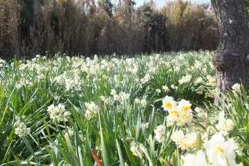 Daffodils from February 2015