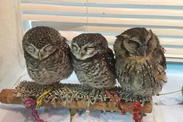 Owls at Ikefukuro Cafe [Закрыто]