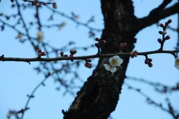At the time of my visit, the flower just started to blossom (Photo: Guillaume Dore)