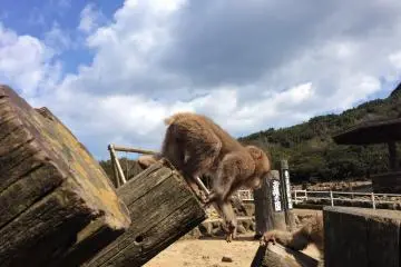 Following the leader
