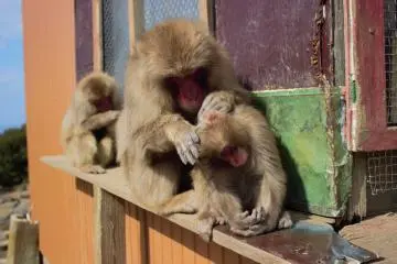 Grooming each other is a never-ending task