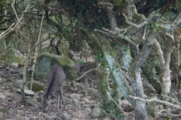 There are often deer hanging around as well