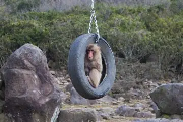 Hanging around in the ol' tire swing