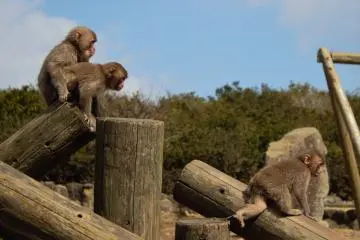 A group of young monkeys on the move