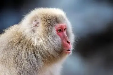 สวนลิง Jigokudani Yaen Koen