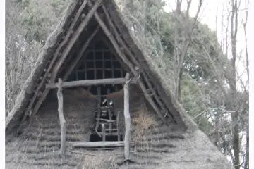 Tuft of grass growing from grass roof