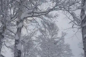 La neige suspendue dans les arbres du village Hirafu