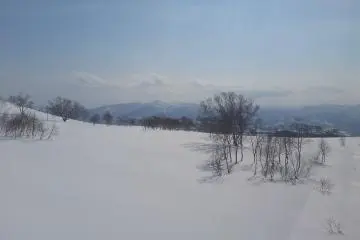 Les arbres se noient sous la neige !