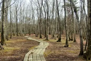 리조트 주변을 감싸고 있는 나무가 우거진 산책길