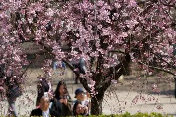 <p>Des salarymen en plein pique-nique</p>