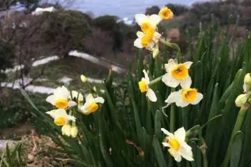 Fields of winter-blooming daffodils stretch as far as the eye can see on the coast of Echizen. These flowers, which brave the cold winter wind to bloom, are said to represent the resilience of the people of Fukui and are a longstanding symbol of the prefecture