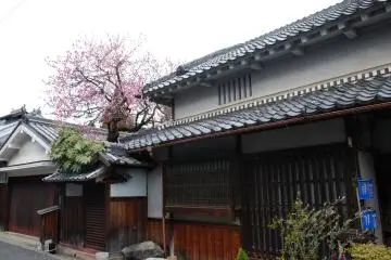 There was some trees in bloom with plum flowers. (Photo: Guillaume Dore)