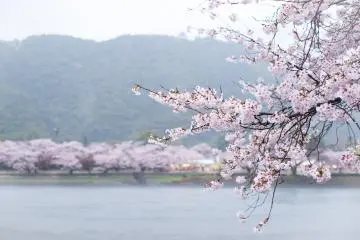 Kintaikyo Cherry Blossoms