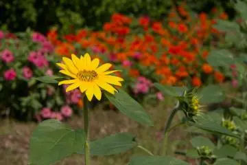<p>ดอกทานตะวันสุดสวย</p>
