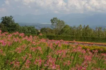<p>ดอก Cleome สีชมพูเข้ม</p>
