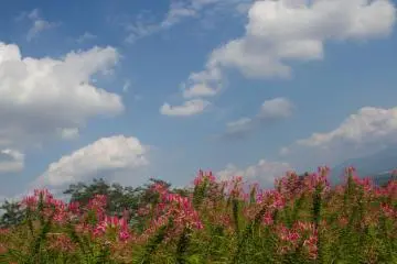 <p>สีตัดกับสีท้องฟ้าได้สวยมาก &nbsp;</p>