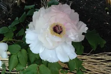 The delicate flowers are protected from the rain and snow
