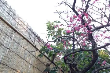 All flowers are welcome in the garden, such as this elegant plum tree