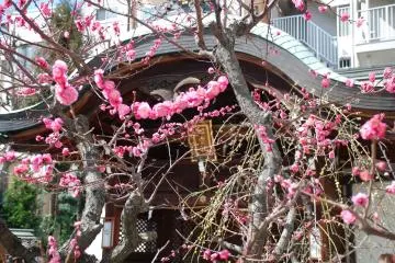 Plum blossom at Ōsaka Tenmangū.