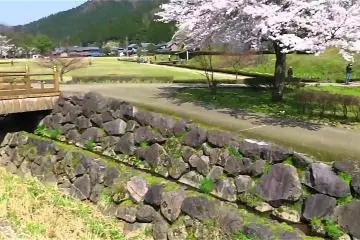 ดอกซากุระที่ซากปรักหักพัง Asakura
