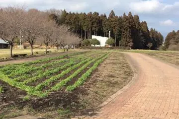 In June this area of Romantic Mura becomes a lavender field