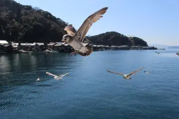 Seagulls follow the Ine-wan Meguri ferry cruise