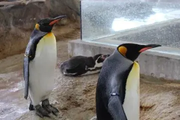 Penguins at Kinosaki Marine World