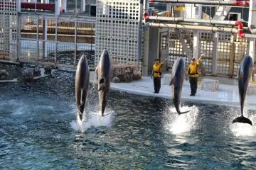 Hyogo Highlight: Dolphin show at Kinosaki Marine World