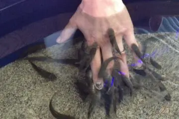 Dr. Fish gently nibble the dead skin cells off your hands
