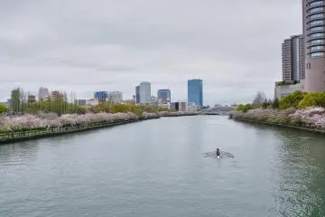 Sakura Cruise on Okawa River, Osaka