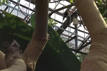 Di atas sana, teman saya menemukan sepasang burung Toco Tukan. Ada satu di foto ini