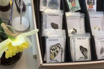 Ambillah kertas kuis ini (dalam bahasa Jepang ya) ketika kamu masuk, dan temukan 10 pertanyaan di sekitar taman. Jika nilainya bagus (dan ditambah senyum manis ke penjaganya), resepsionis akan menunjukkan pilihan suvenir - sayap kupu-kupu atau bulu burung dari dalam greenhouse, seperti terlihat di gambar ini!