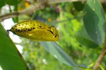 Kepompong kupu-kupu emas