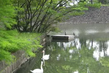 Swans in the lake (Photo: Michael Kaplan May 2008)