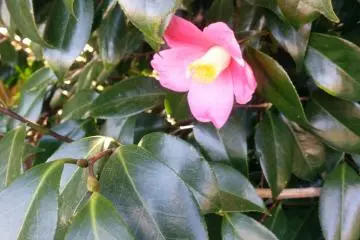 Des fleurs après la longue période hivernale