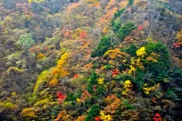 <p>สีสันฤดูใบไม้ร่วงจากกระช้า (พฤศจิกายน)</p>