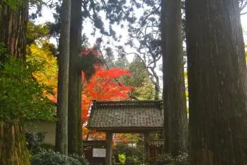 Giant sugi (cedar) trees line the pathway to a side annex