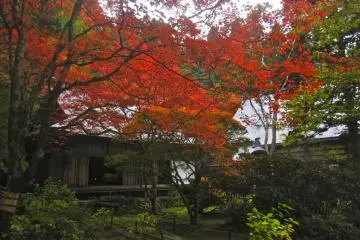 A canopy of red leaves cover the annex buildings