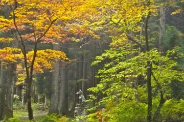 Yellow maples surround this fox sculpture