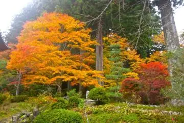 Leaves like lava in the garden