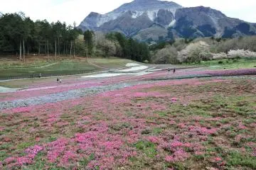 벚꽃잎들이 모두 떨어진 후에는 시바자쿠라가 꽃피기 시작합니다.