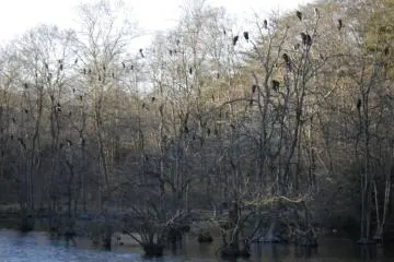 Hundreds of cormorants roost here. They compete with the ayu fishers for fish along the nearby Kinugawa