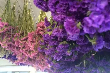 Dried flowers in the shop area.