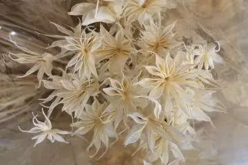 말린 꽃