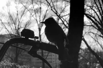 While I was sitting on a bench, this little birdie accompanied me as it sat on my bike's handle. Sweet! (photo effect: black and white) (Photo: Tyra 'nell E. Pille)