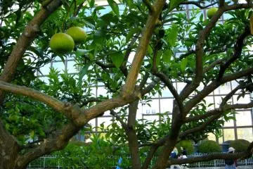 Oranges, anyone?