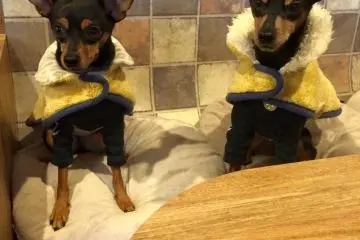 Twins!