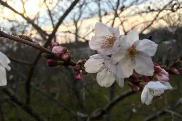다른 종류의 벚꽃