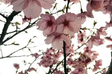 치바 소사 시의 벚꽃들