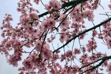 벚꽃 시즌은 일주일에서 2주간 지속된다.